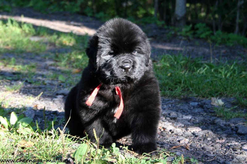 Фотография № 189478