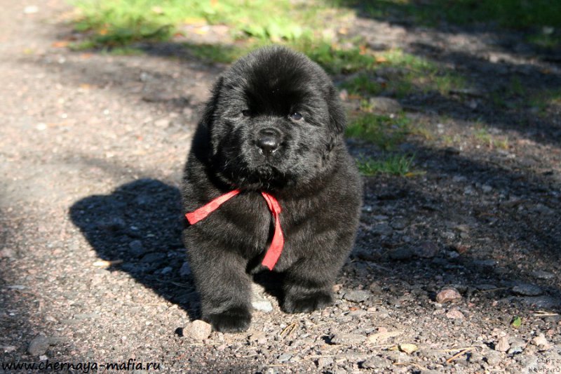 Фотография № 189479