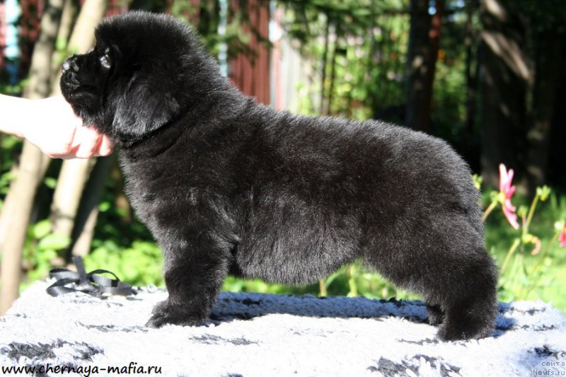 Фотография № 189485