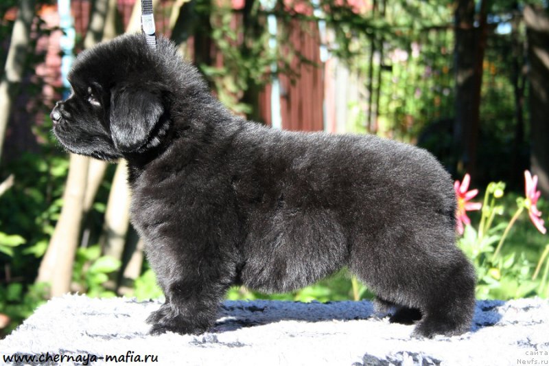 Фотография № 189486