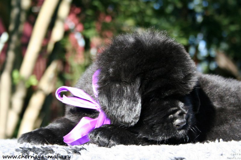 Фотография № 189488