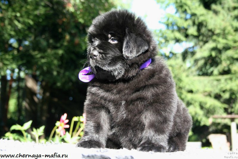 Фотография № 189489