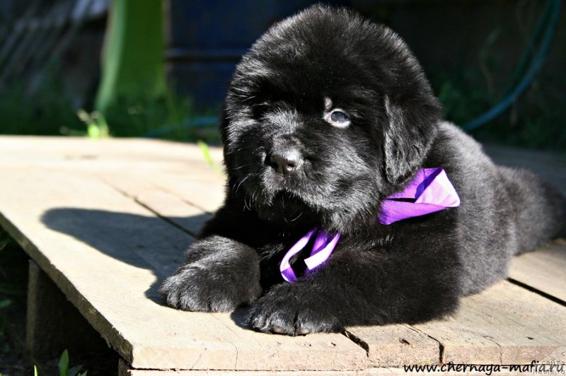 Фотография № 189490