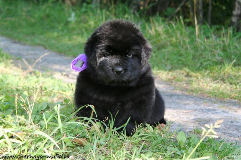 Фотография № 189491