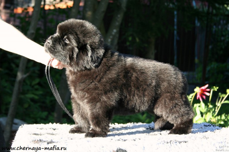 Фотография № 189496