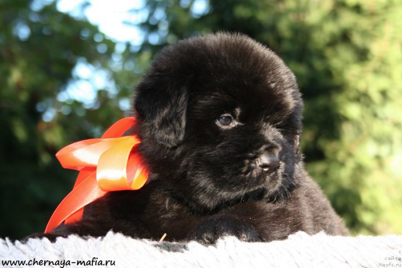 Фото: ньюфаундленд Черная Мафия Алл Ригхтс Ресервед (Chernaya Mafia Аll Rights Reserved)