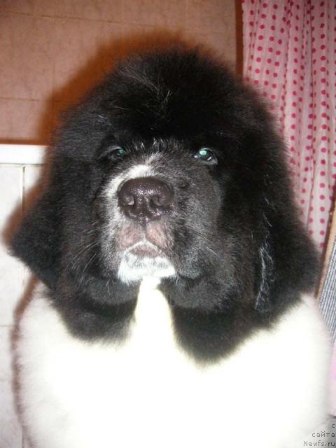 Фото: ньюфаундленд Супер Бизон Батон