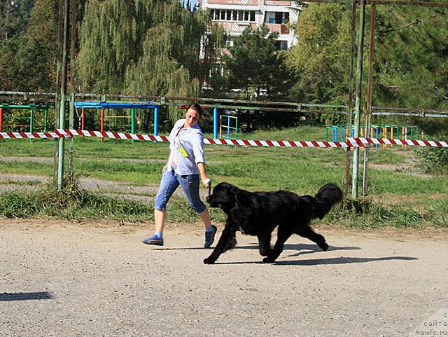 Фото: ньюфаундленд Потап Фидель