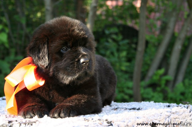 Фото: ньюфаундленд Черная Мафия Алл Ригхтс Ресервед (Chernaya Mafia Аll Rights Reserved)