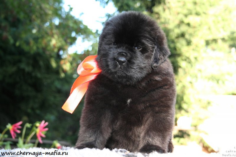 Фото: ньюфаундленд Черная Мафия Алл Ригхтс Ресервед (Chernaya Mafia Аll Rights Reserved)