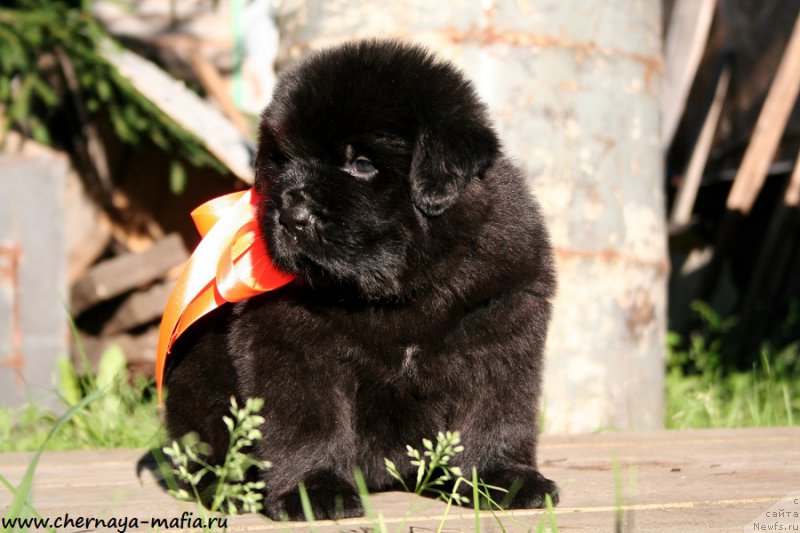 Фото: ньюфаундленд Черная Мафия Алл Ригхтс Ресервед (Chernaya Mafia Аll Rights Reserved)