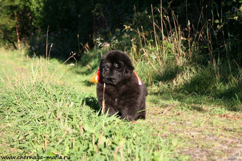 Фото: ньюфаундленд Черная Мафия Алл Ригхтс Ресервед (Chernaya Mafia Аll Rights Reserved)