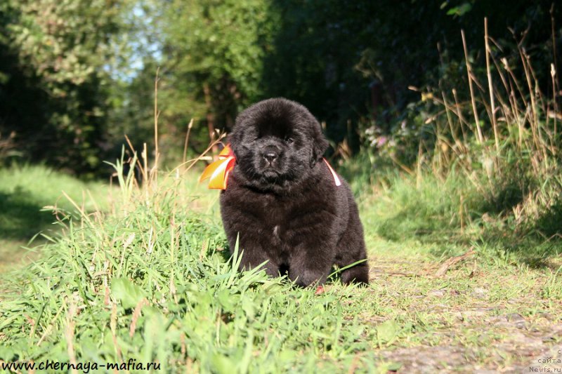 Фото: ньюфаундленд Черная Мафия Алл Ригхтс Ресервед (Chernaya Mafia Аll Rights Reserved)