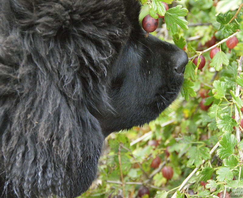Фото: ньюфаундленд Смигар Юнгфрау Юлиана (Smigar Yungfrau Yuliana)