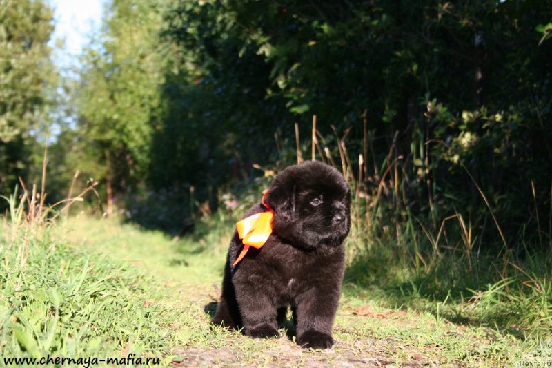 Фото: ньюфаундленд Черная Мафия Алл Ригхтс Ресервед (Chernaya Mafia Аll Rights Reserved)