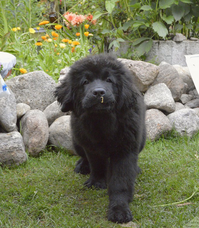 Фото: ньюфаундленд Смигар Юнгфрау Юлиана (Smigar Yungfrau Yuliana)