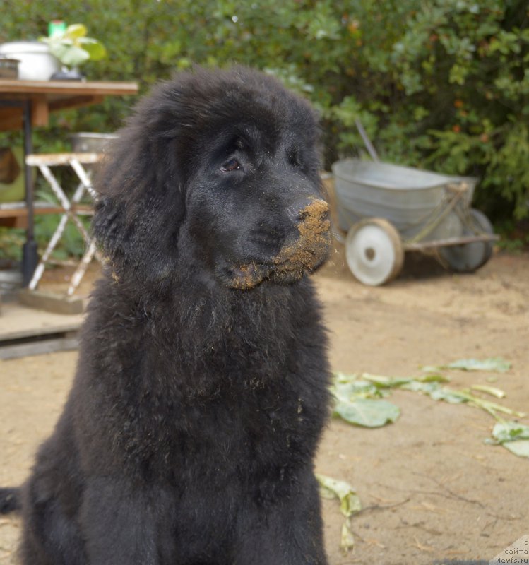 Фото: ньюфаундленд Смигар Юнгфрау Юлиана (Smigar Yungfrau Yuliana)