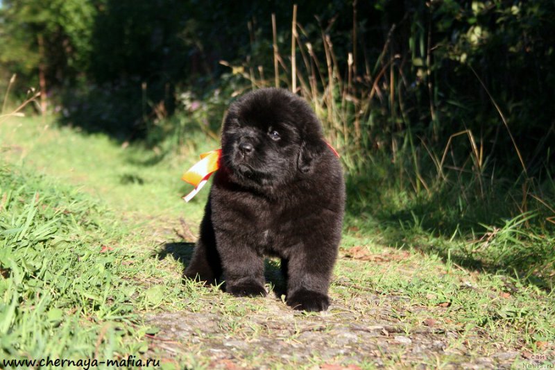 Фото: ньюфаундленд Черная Мафия Алл Ригхтс Ресервед (Chernaya Mafia Аll Rights Reserved)