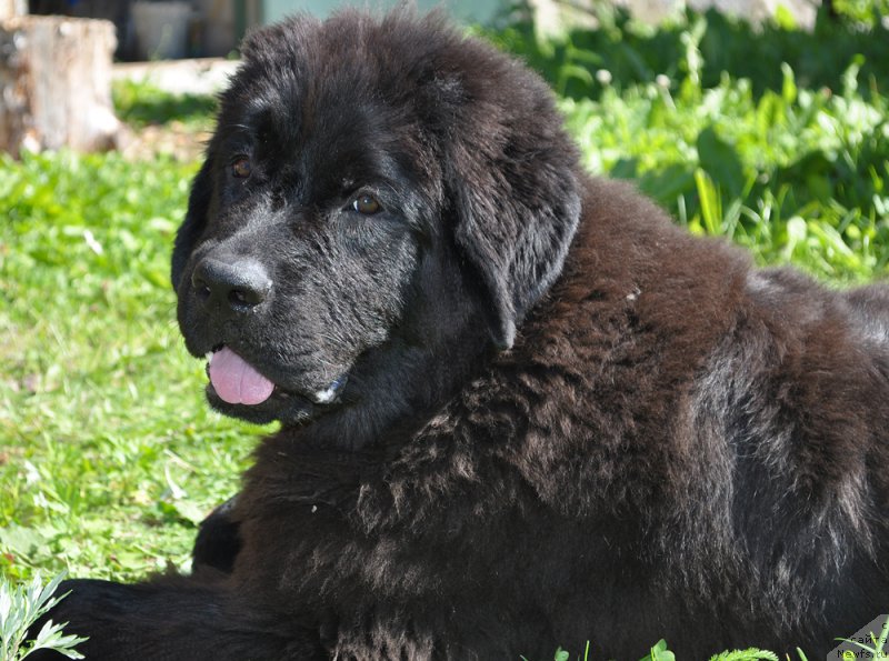 Фотография № 189517