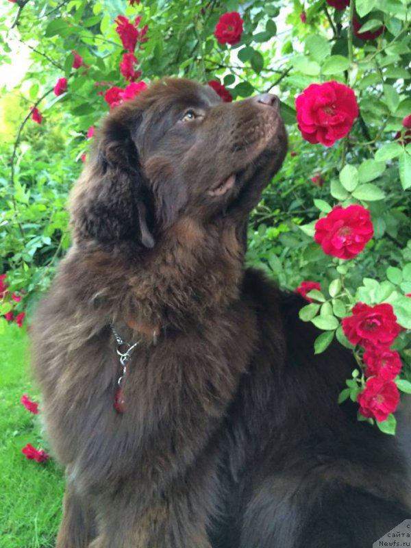 Фото: ньюфаундленд Кипер Соул Перфект Виктори