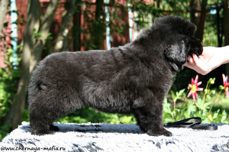 Фото: ньюфаундленд Черная Мафия Ангел Амонг Ус (Chernaya Mafia Аngel Among Us)