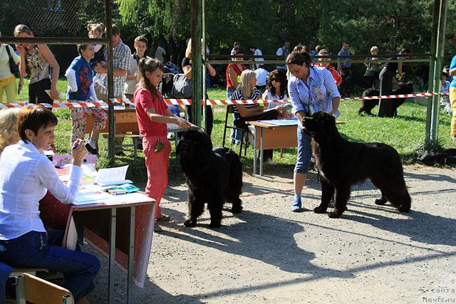 Фото: ньюфаундленд Топтыжка Нэйджил от Надин, ньюфаундленд Потап Фидель