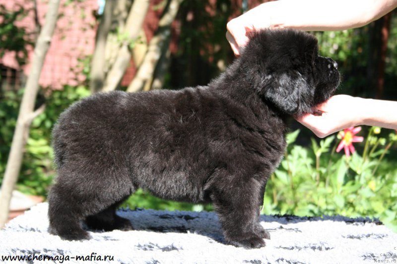 Фото: ньюфаундленд Черная Мафия Ангел Амонг Ус (Chernaya Mafia Аngel Among Us)