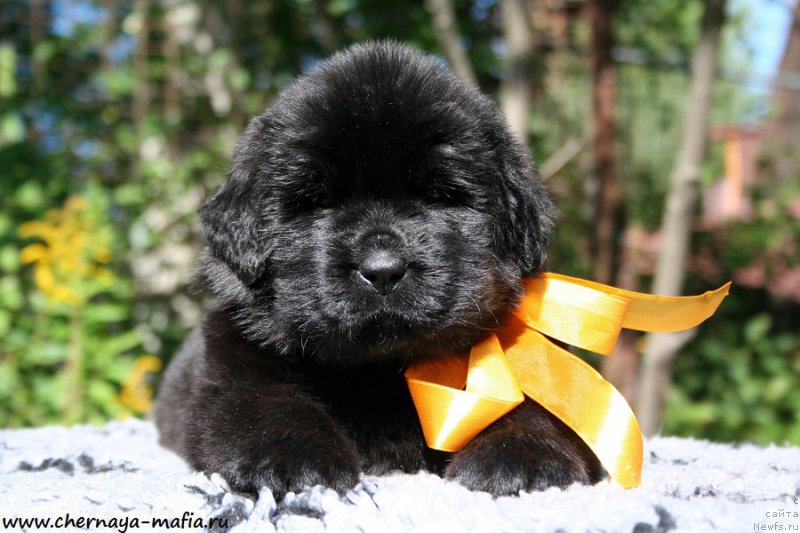 Фото: ньюфаундленд Черная Мафия Ангел Амонг Ус (Chernaya Mafia Аngel Among Us)