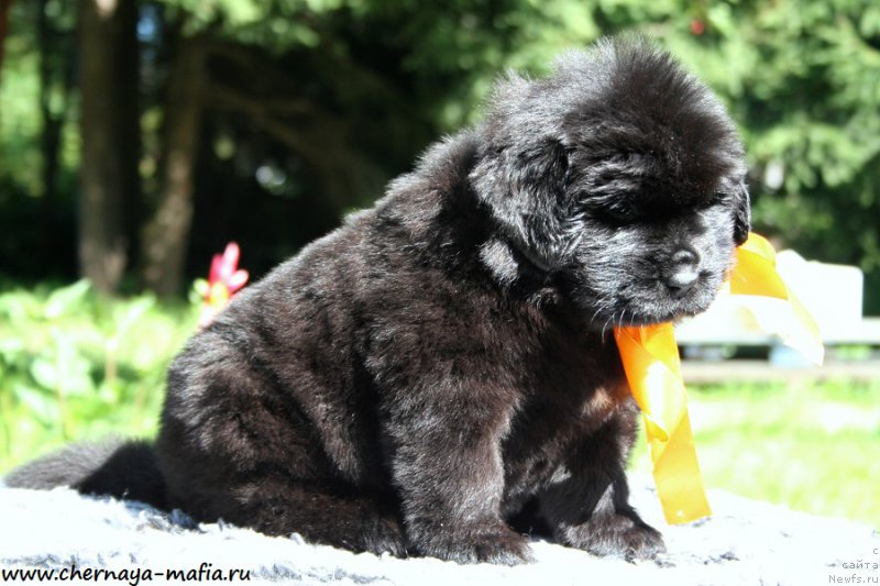 Фото: ньюфаундленд Черная Мафия Ангел Амонг Ус (Chernaya Mafia Аngel Among Us)