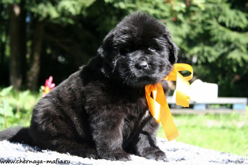 Фото: ньюфаундленд Черная Мафия Ангел Амонг Ус (Chernaya Mafia Аngel Among Us)