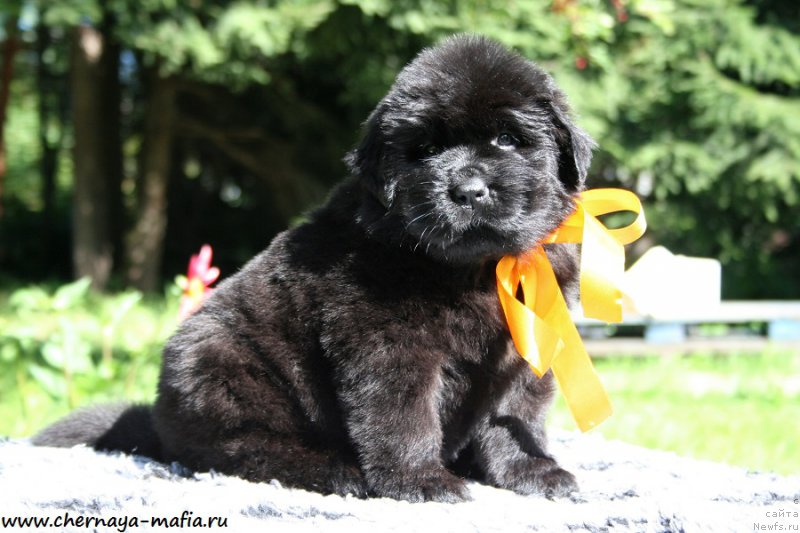 Фото: ньюфаундленд Черная Мафия Ангел Амонг Ус (Chernaya Mafia Аngel Among Us)