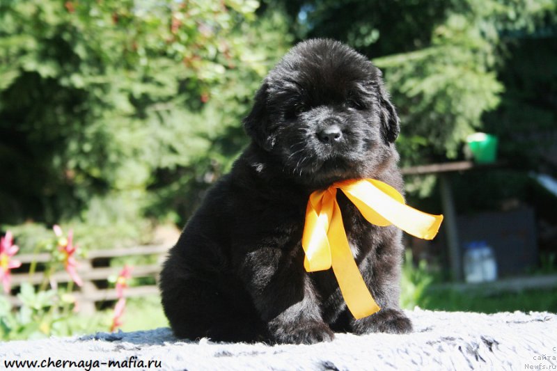 Фото: ньюфаундленд Черная Мафия Ангел Амонг Ус (Chernaya Mafia Аngel Among Us)