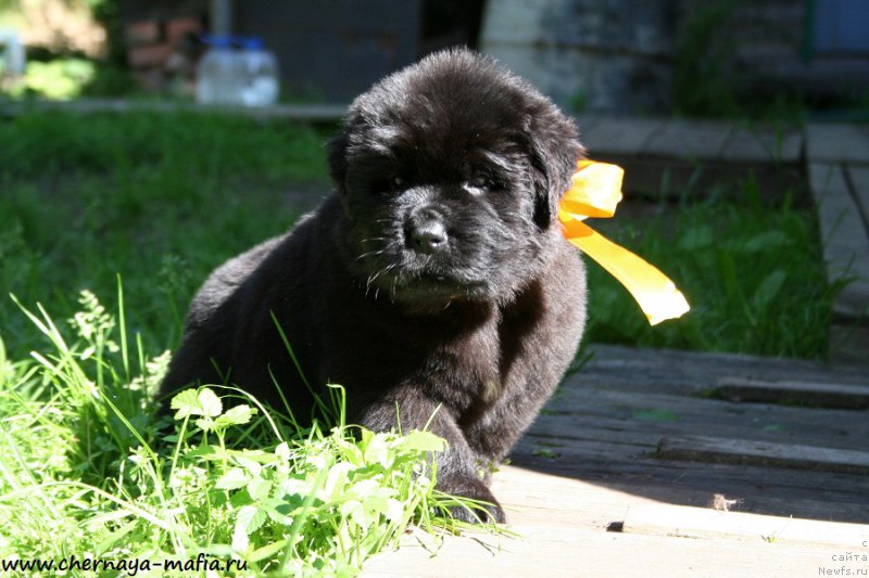 Фотография № 189527