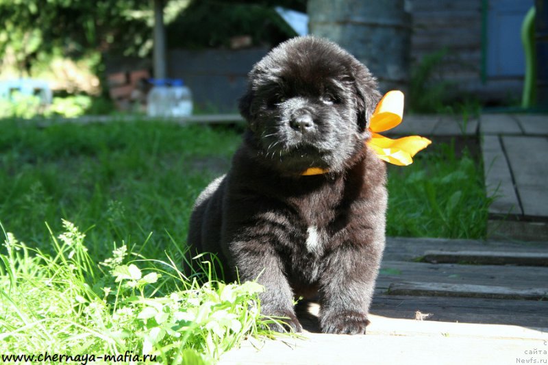 Фото: ньюфаундленд Черная Мафия Ангел Амонг Ус (Chernaya Mafia Аngel Among Us)