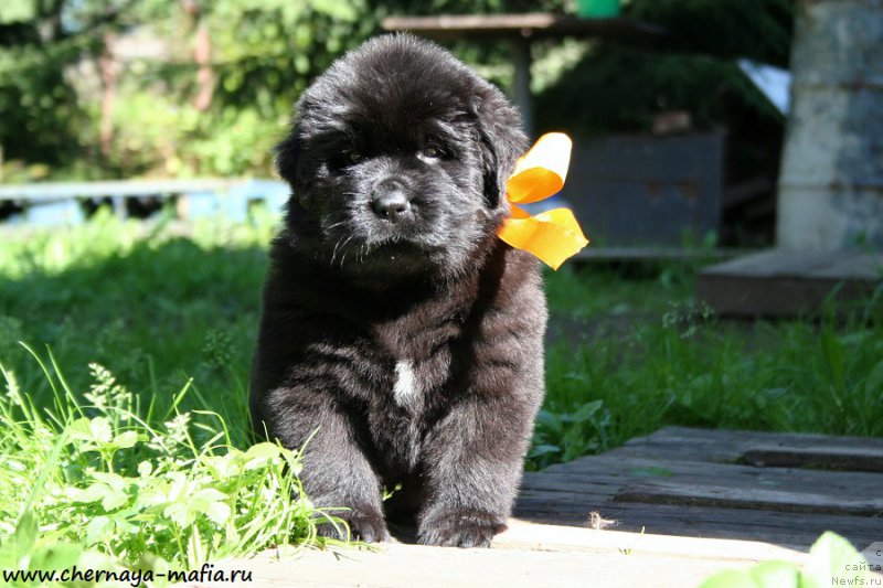 Фото: ньюфаундленд Черная Мафия Ангел Амонг Ус (Chernaya Mafia Аngel Among Us)