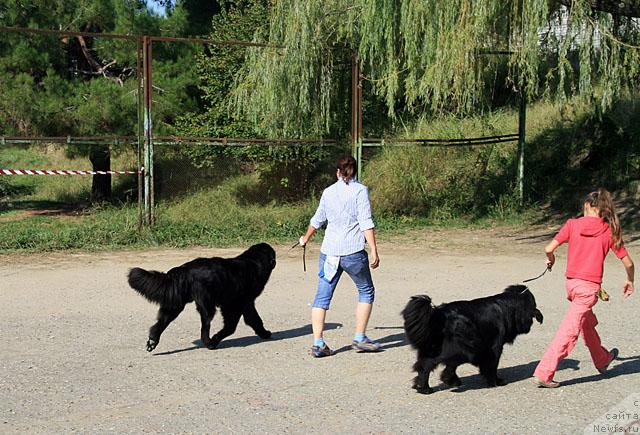Фото: ньюфаундленд Топтыжка Нэйджил от Надин, ньюфаундленд Потап Фидель
