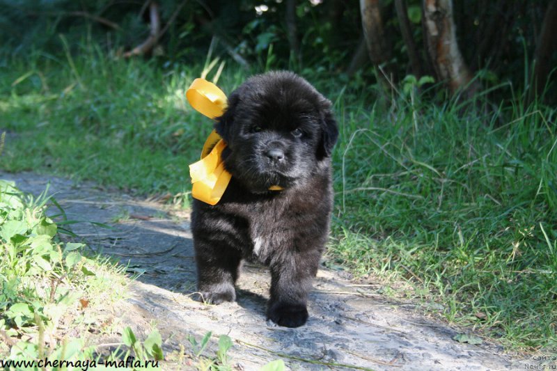 Фото: ньюфаундленд Черная Мафия Ангел Амонг Ус (Chernaya Mafia Аngel Among Us)