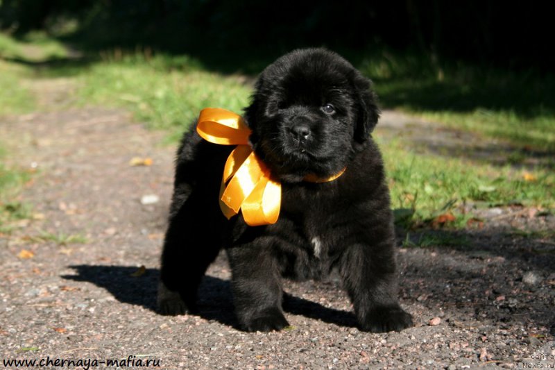 Фото: ньюфаундленд Черная Мафия Ангел Амонг Ус (Chernaya Mafia Аngel Among Us)