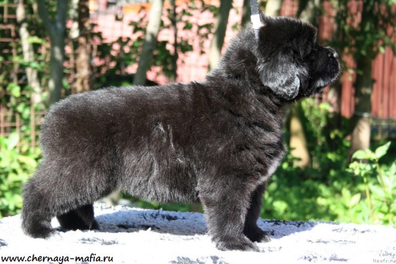 Фото: ньюфаундленд Черная Мафия Аллуринг Проспект (Chernaya Mafia Аlluring Prospect)