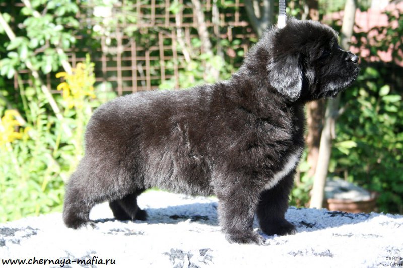 Фото: ньюфаундленд Черная Мафия Аллуринг Проспект (Chernaya Mafia Аlluring Prospect)