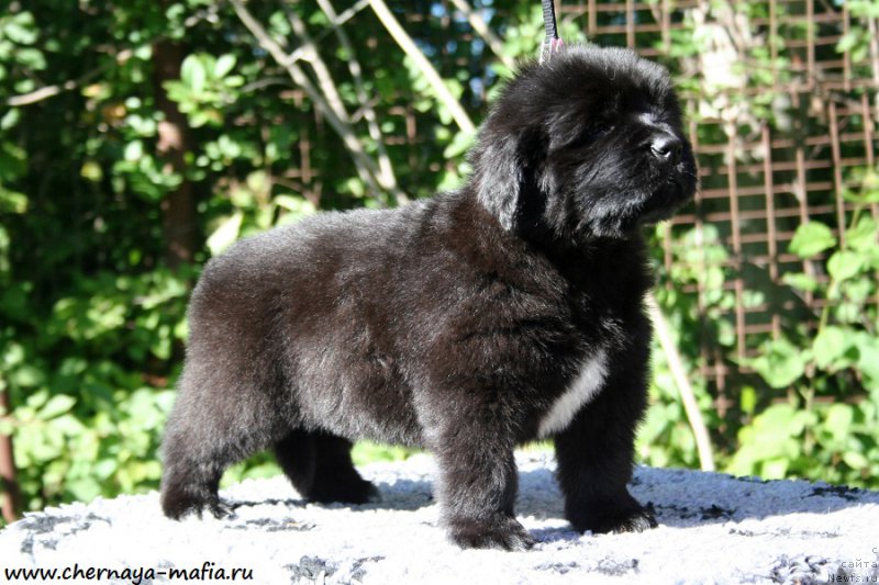 Фото: ньюфаундленд Черная Мафия Аллуринг Проспект (Chernaya Mafia Аlluring Prospect)