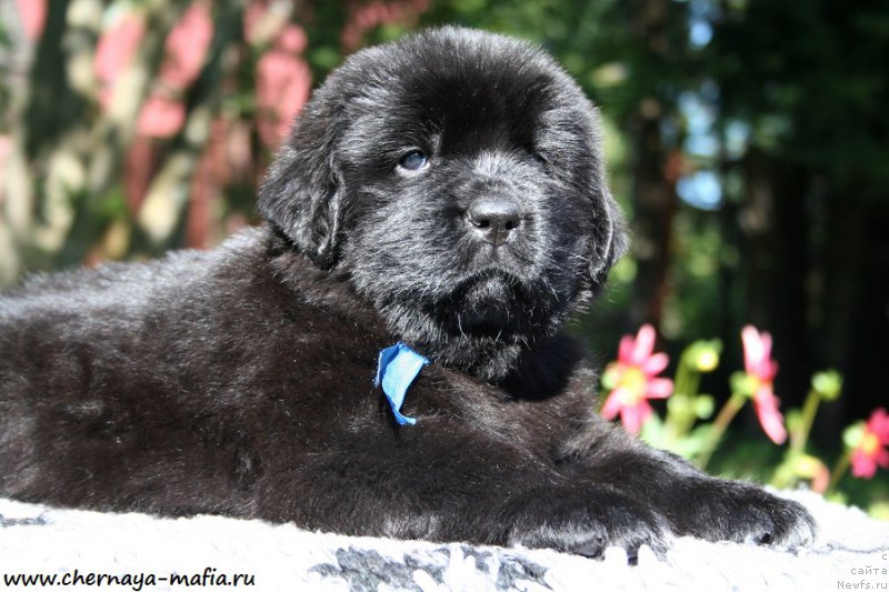 Фото: ньюфаундленд Черная Мафия Аллуринг Проспект (Chernaya Mafia Аlluring Prospect)