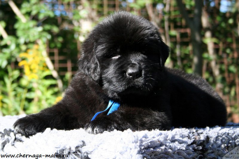 Фото: ньюфаундленд Черная Мафия Аллуринг Проспект (Chernaya Mafia Аlluring Prospect)