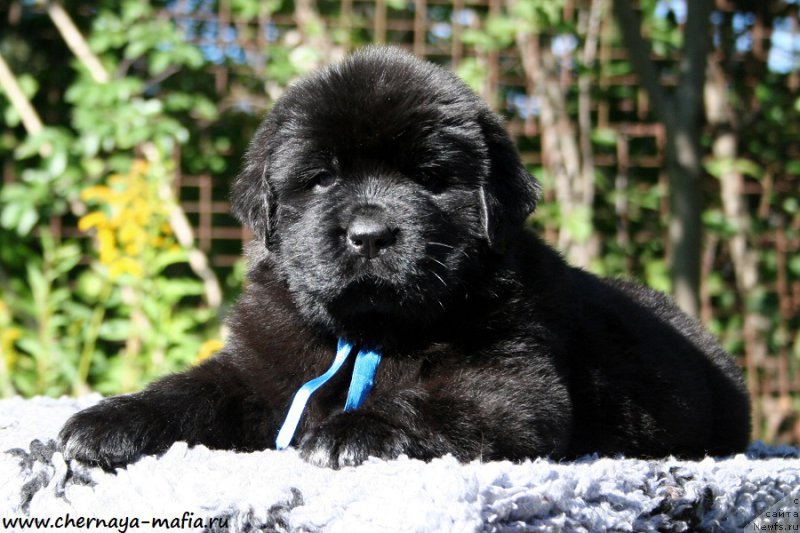 Фото: ньюфаундленд Черная Мафия Аллуринг Проспект (Chernaya Mafia Аlluring Prospect)