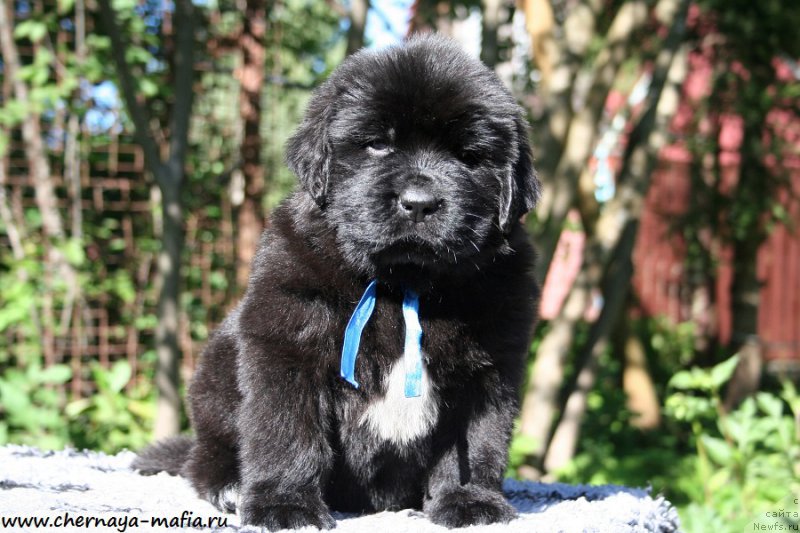 Фото: ньюфаундленд Черная Мафия Аллуринг Проспект (Chernaya Mafia Аlluring Prospect)