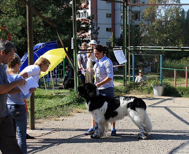 Фото: ньюфаундленд Супер Бизон Айсберг (Super Bizon Aisberg)