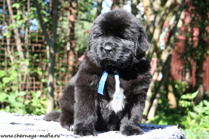 Фото: ньюфаундленд Черная Мафия Аллуринг Проспект (Chernaya Mafia Аlluring Prospect)