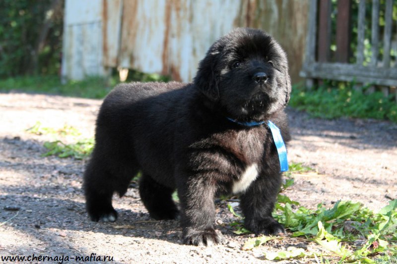 Фото: ньюфаундленд Черная Мафия Аллуринг Проспект (Chernaya Mafia Аlluring Prospect)