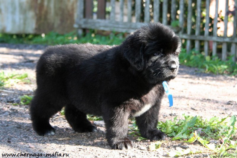 Фото: ньюфаундленд Черная Мафия Аллуринг Проспект (Chernaya Mafia Аlluring Prospect)
