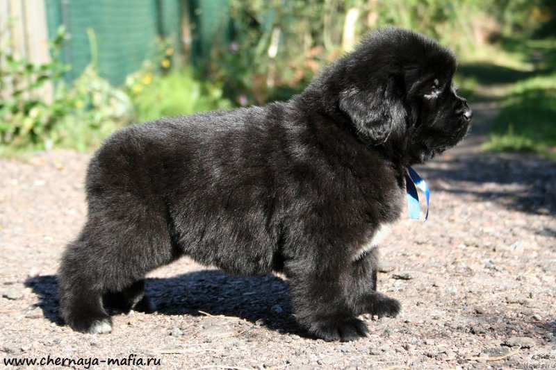 Фото: ньюфаундленд Черная Мафия Аллуринг Проспект (Chernaya Mafia Аlluring Prospect)